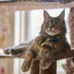 Um maine coon vivendo em apartamento