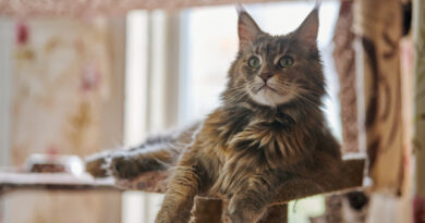 Um maine coon vivendo em apartamento