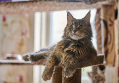 Um maine coon vivendo em apartamento