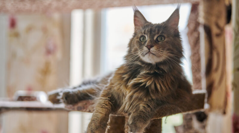 Um maine coon vivendo em apartamento