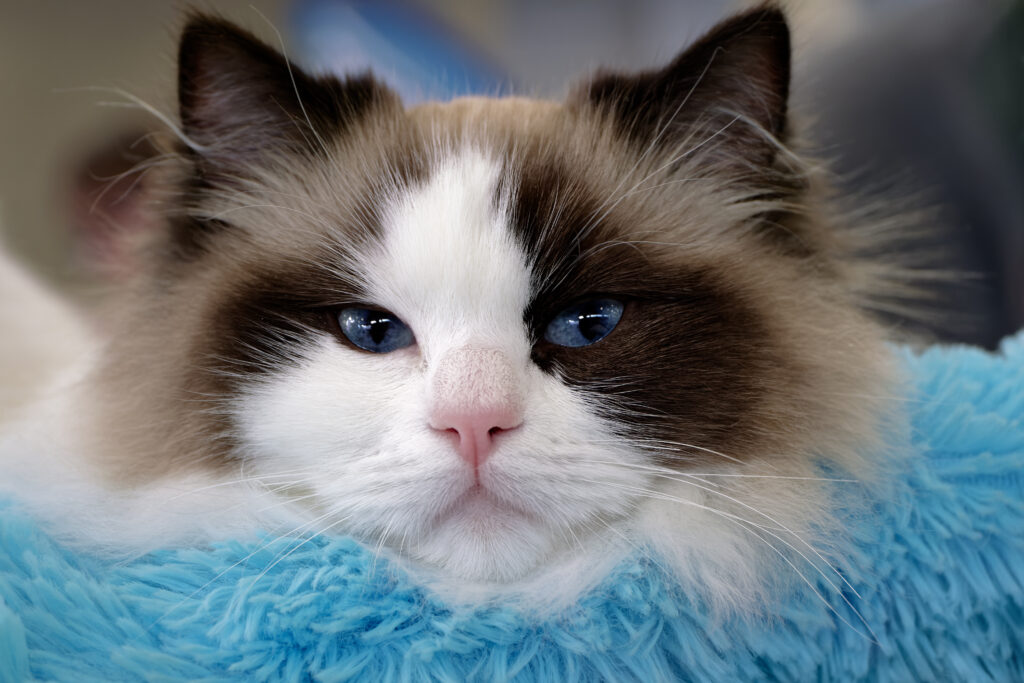 Ragdoll bicolor