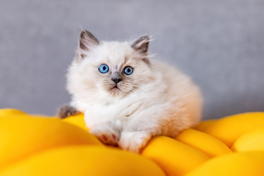 Filhote de ragdoll com lindos olhos azuis