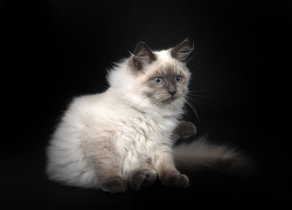 ragdoll colorpoint