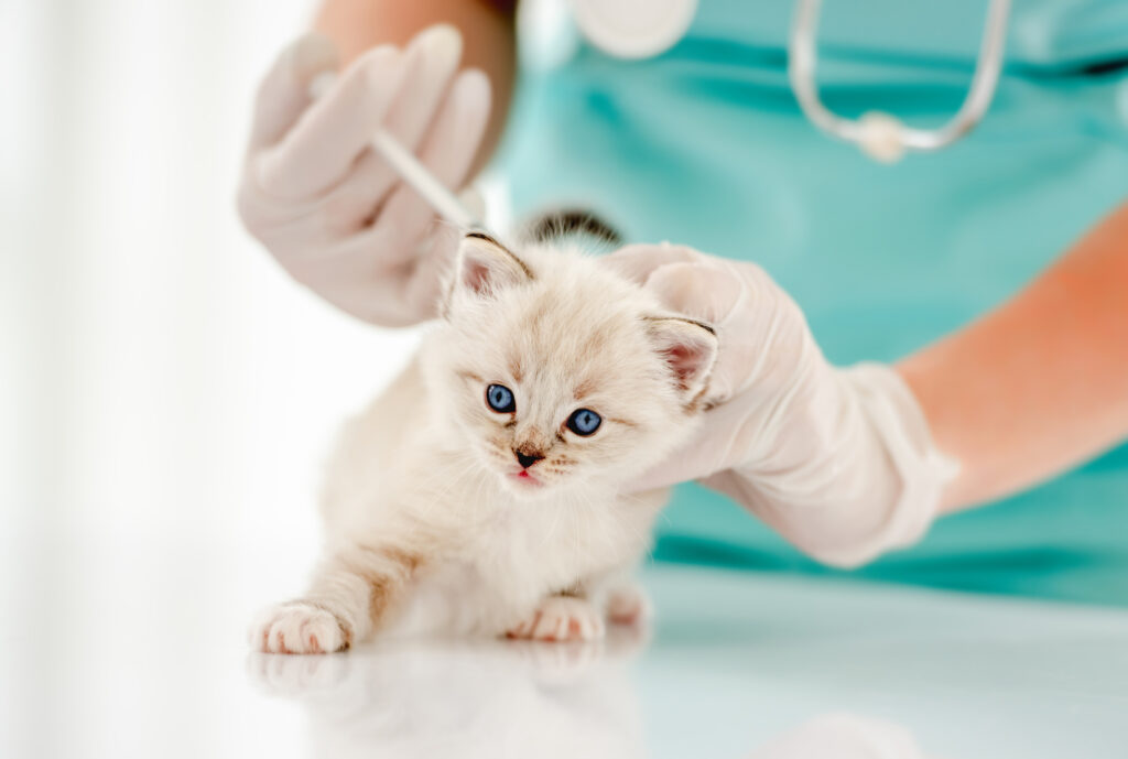 Vacinas no primeiro ano: Filhote de gato sendo vacinado