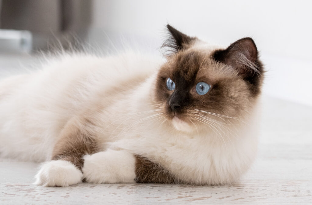 ragdoll mitted