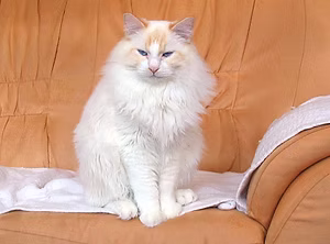 Ragdoll red bicolor