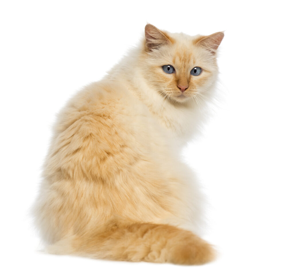 Ragdoll red collorpoint