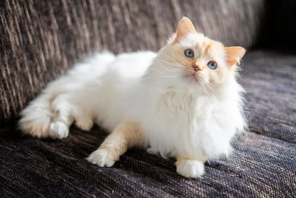 Ragdoll red mitted