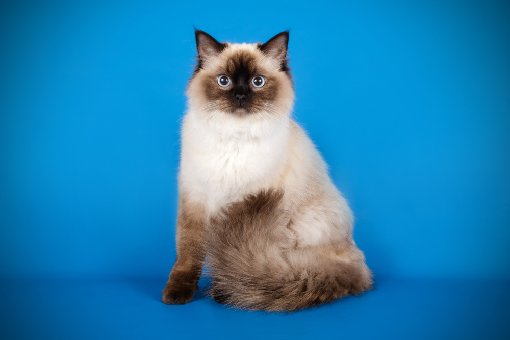 Ragdoll seal colorpoint