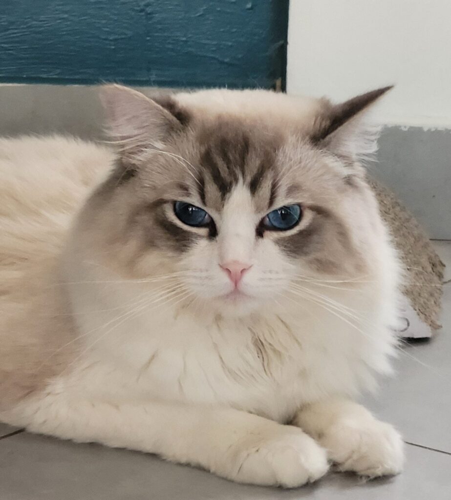 Ragdoll tabby bicolor