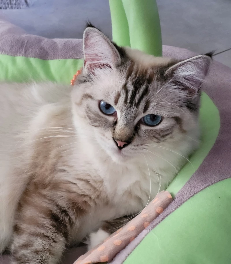 Ragdoll tabby