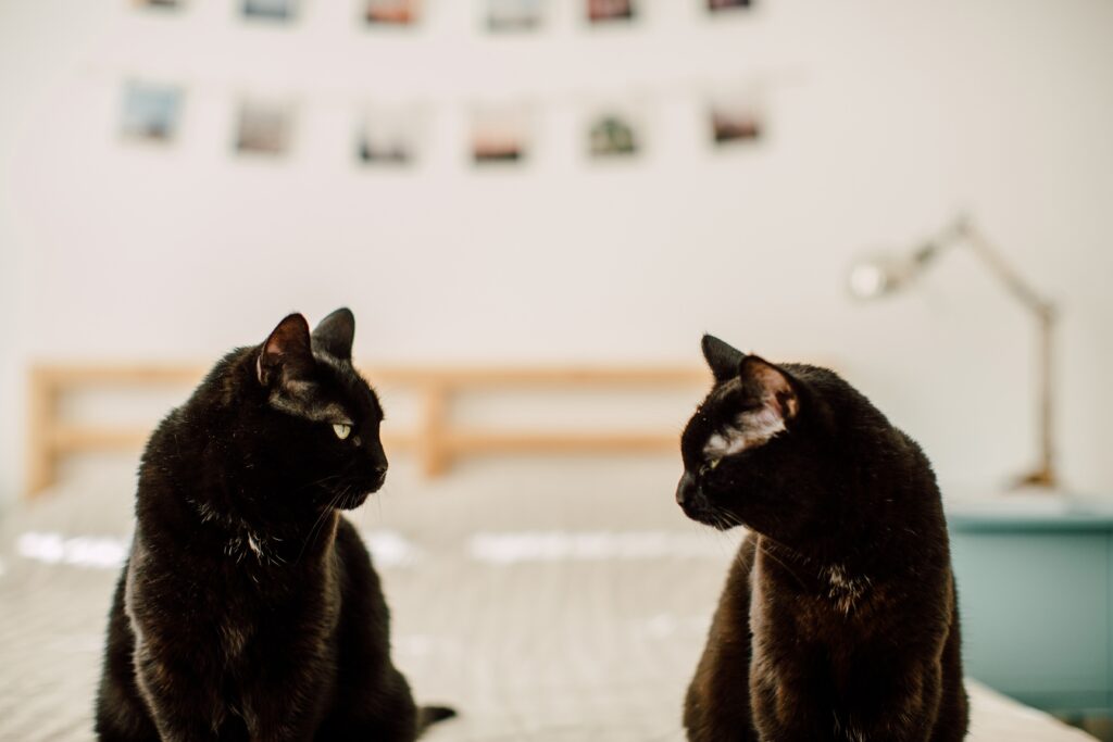 gatos se olhando